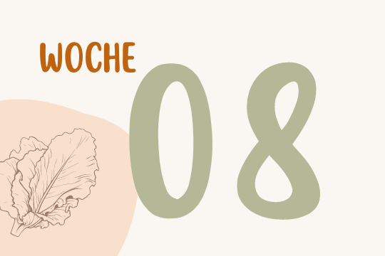 Woche 8 - Eine Strichzeichnung von einem Kopfsalat